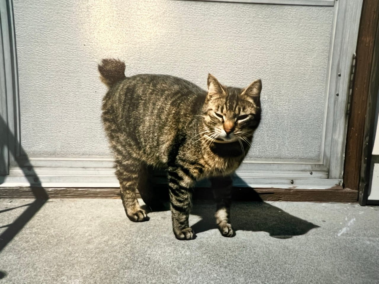 Photograph of a short-haired tabby cat, with a stubby little one-inch tail. He is the sweetest boy.